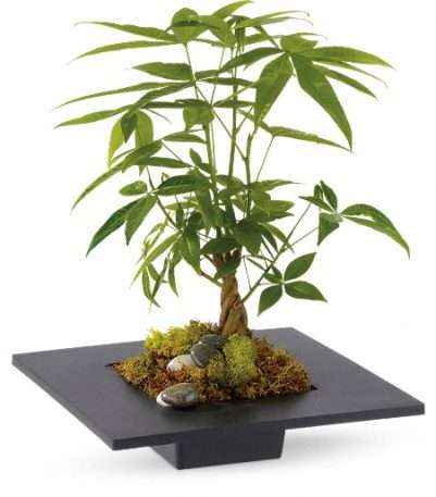 Prosperity in Balance Money Tree